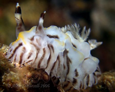 Mr Juicy.. Taiwan nudi ... e900 plus macros by Alex Tattersall 