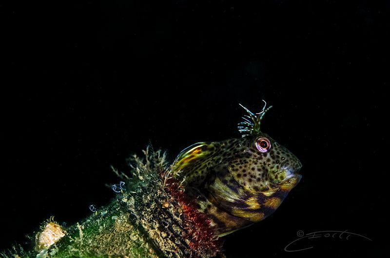 ~ Looking Deep into the Bottle ~ by Geo Cloete 