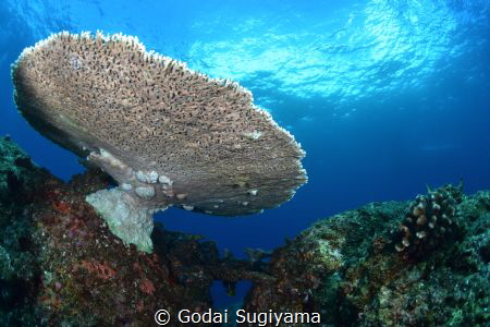 white colal in ocean.the scene make me happy and calm down. by Godai Sugiyama 