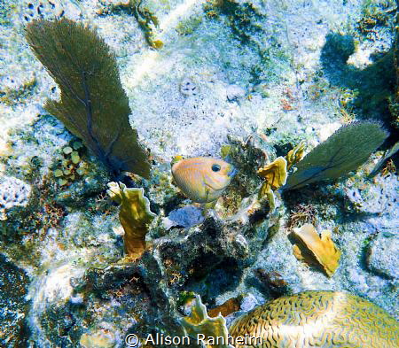 "Gettin' the Eye!" by Alison Ranheim 