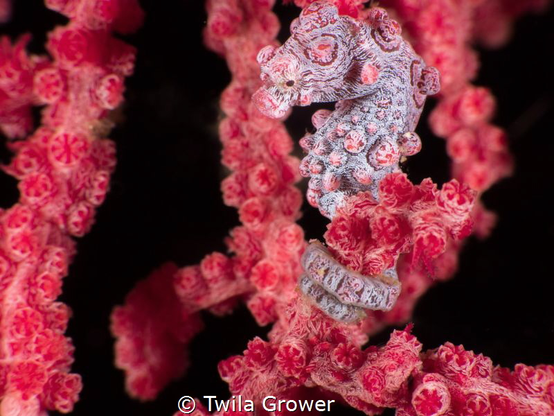 Pinky! by Twila Grower 