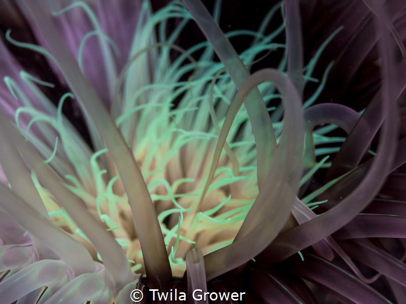 I love these beauties! So much colour!! by Twila Grower 