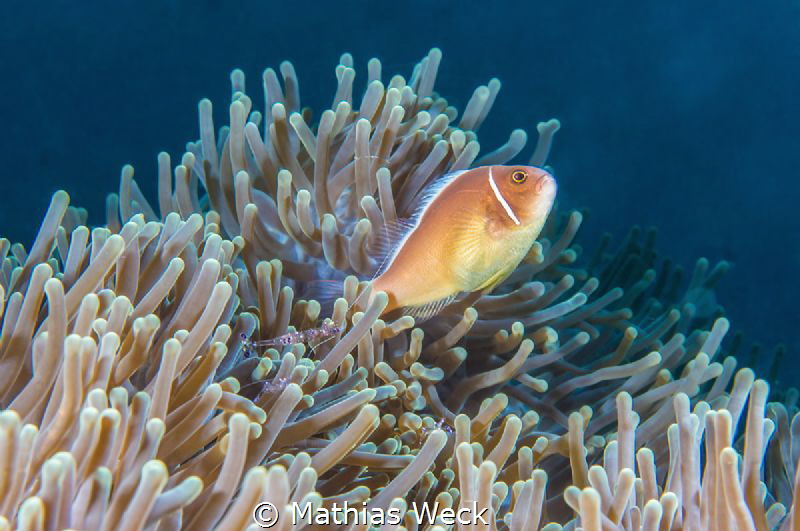 Anemone fish + shrimp by Mathias Weck 
