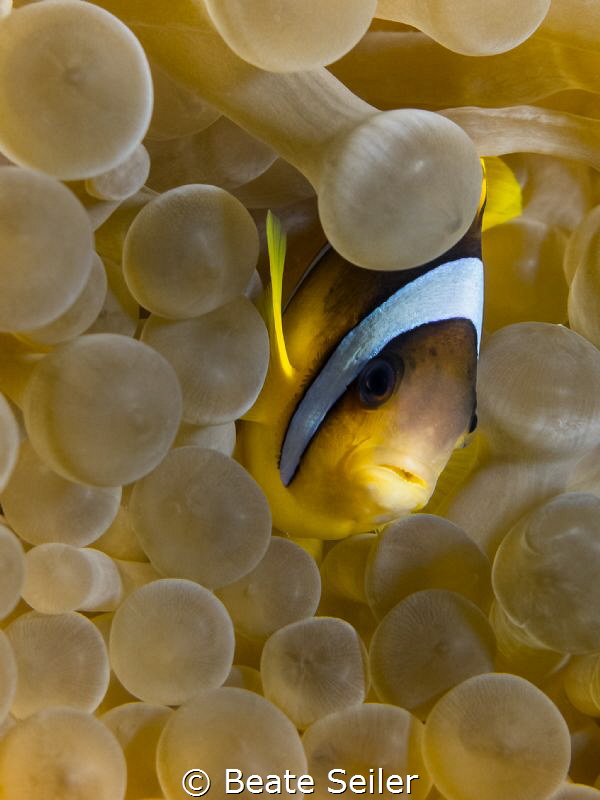 Clownfish by Beate Seiler 