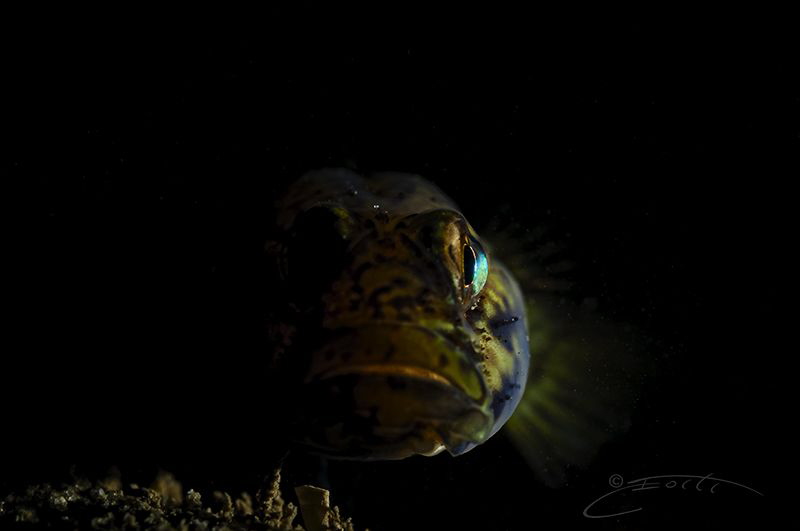 ~ Green Eye M... ~ by Geo Cloete 
