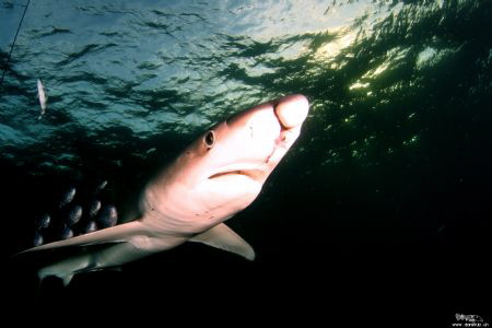 Scareface - blue shark with deep cuts in the face by Daniel Strub 