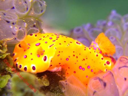 Nudi Busso Jetty Western Australia by Brad Cox 
