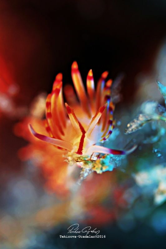 Canon 500D / 60mm ikelite Systems + Videolights
Üçadalar... by Ferhan Coskun 