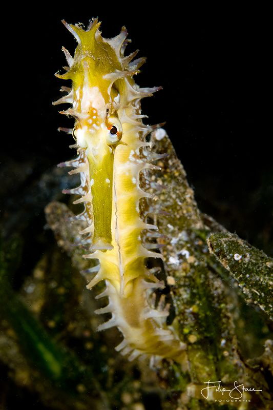 Jayakar's seahorse Hippocampus jayakari), Dahab, Red sea. by Filip Staes 