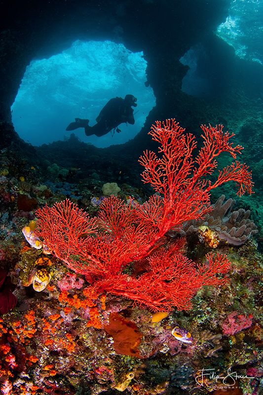 Boo windows, Missool, Raja Ampat. by Filip Staes 