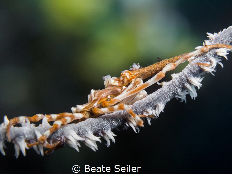 Xenon crab by Beate Seiler 