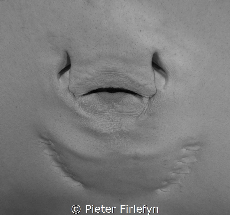 Ray mouth by Pieter Firlefyn 