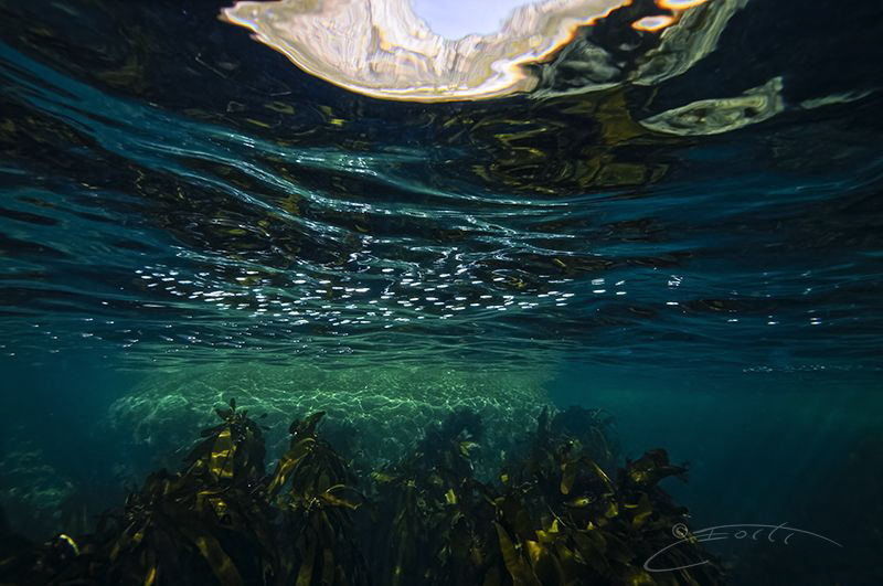 ~ SEAL ~ by Geo Cloete 