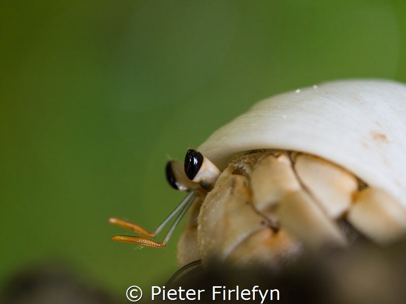 hermit by Pieter Firlefyn 