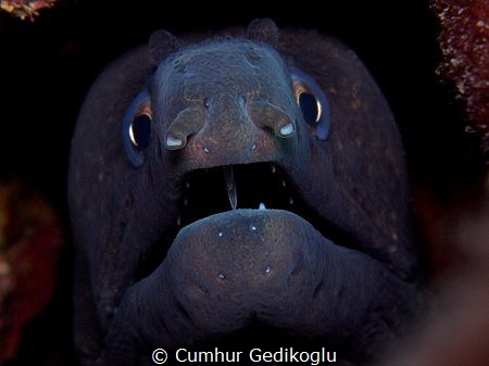 Muraena helena by Cumhur Gedikoglu 