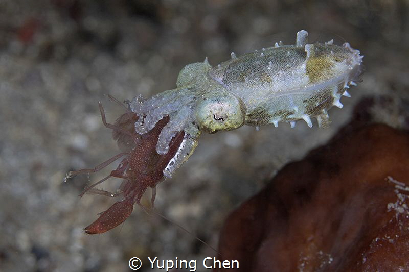 Big Meal/Cuttle fish/Lembeh strait,Indonesia, Canon 5D Ma... by Yuping Chen 