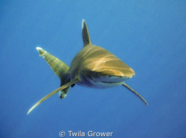 Longimanus by Twila Grower 