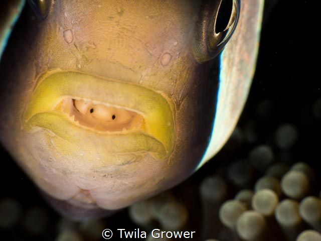 Meet my friend by Twila Grower 
