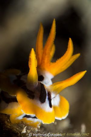Nudi / Philippines- Romblon island by Mehmet Öztabak 