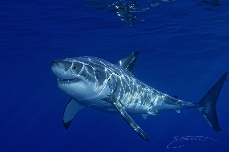 ~ Basking ~ by Geo Cloete 
