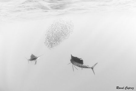 Lunch time by Raoul Caprez 