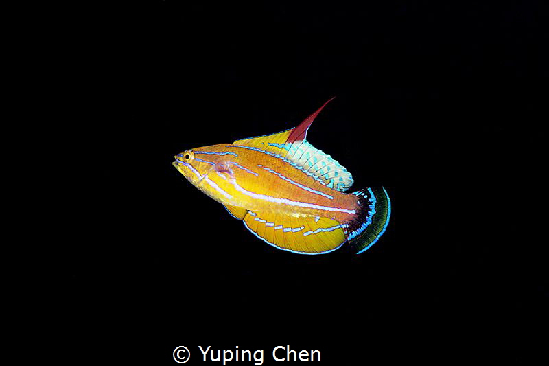 Flasher/Ambon Bay,Indonesia, Canon 5D MarkIII, 100mm Lens... by Yuping Chen 