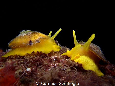 Tylodina perversa by Cumhur Gedikoglu 