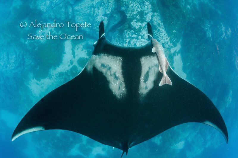 Mantaray in O´neil, Socorro México by Alejandro Topete 
