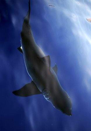This was taken over the side of our boat at the famed Gre... by Richard Smith 