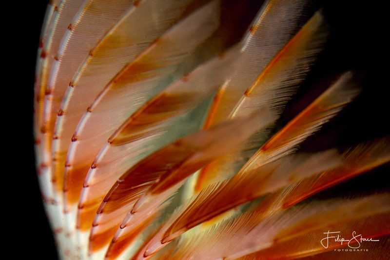 Peacock worm (Sabella pavonina), Oosterschelde, Zeeland, ... by Filip Staes 