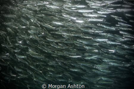 Anchovies in Monterey. by Morgan Ashton 