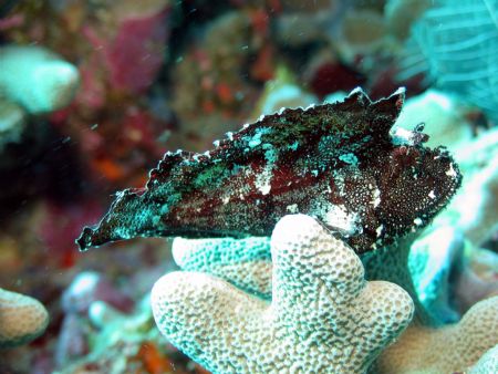 Taken at Sipadan Island, East Malaysia by Dennis Siau 