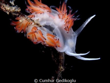Flabellina lineata by Cumhur Gedikoglu 
