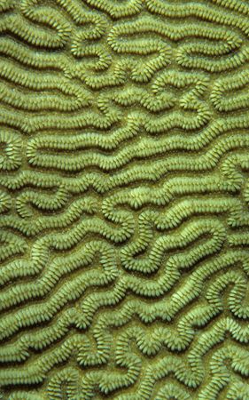 Close up of coral. 60mm. by Derek Haslam 