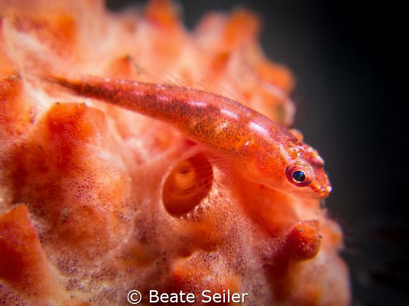 Small gobi
 by Beate Seiler 