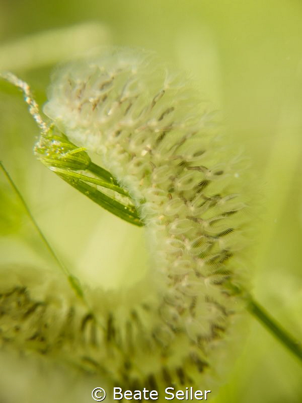 Bryozoa also known as the Polyzoa, in german called "Moos... by Beate Seiler 