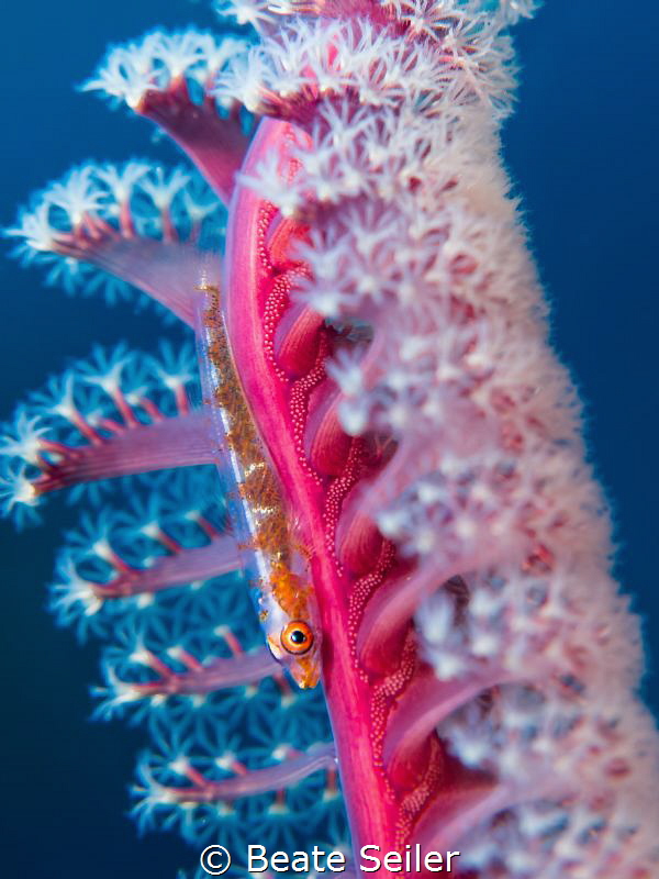Gobi on a seafather by Beate Seiler 
