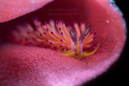 Favorinus sp2 by Wayne Jones 