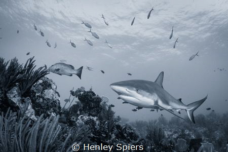 On patrol by Henley Spiers 