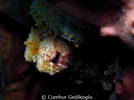 Octopus vulgaris by Cumhur Gedikoglu 