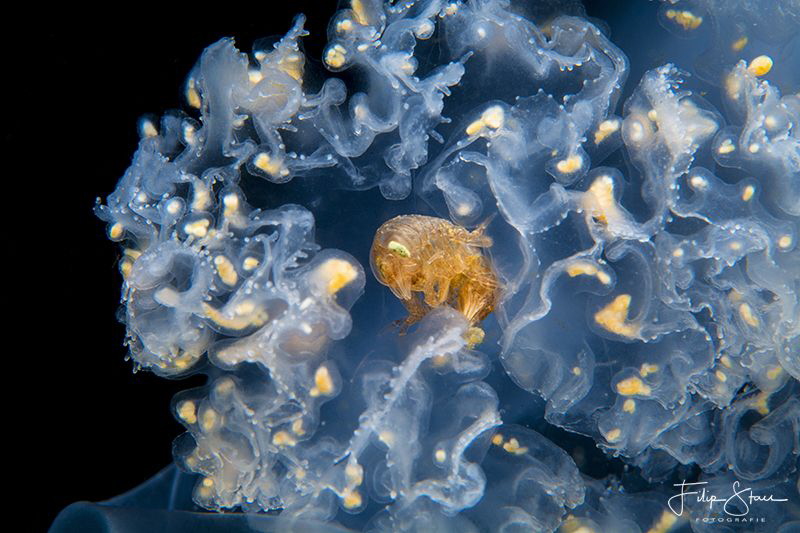 A Big-eye amphipod (Hyperia galba)living inside a Common ... by Filip Staes 