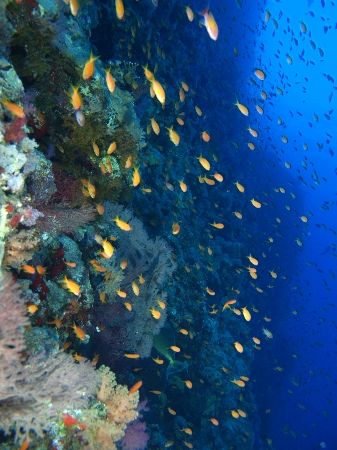 Wall at Shark reef, Ras Mohamed Park taken with Olympus E... by Nikki Van Veelen 