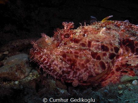 Scorpaena scrofa by Cumhur Gedikoglu 