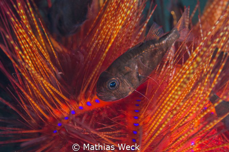 Sea urchin with juvenil fish by Mathias Weck 