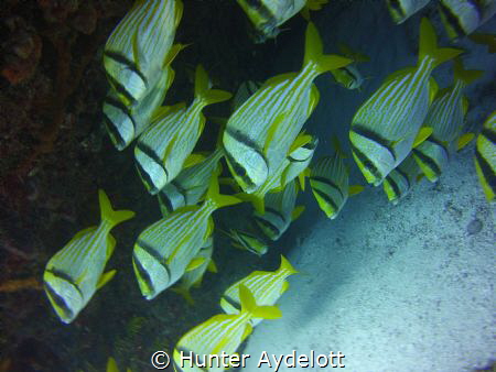 Puertos Morelos in Mexico diving. The low season so not m... by Hunter Aydelott 