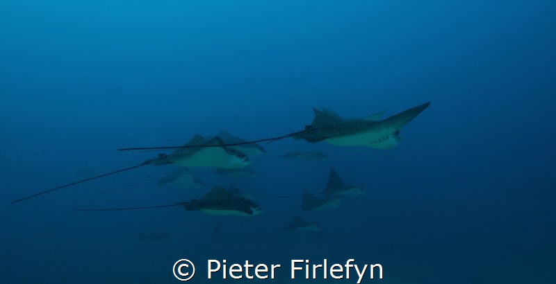 eagle rays by Pieter Firlefyn 