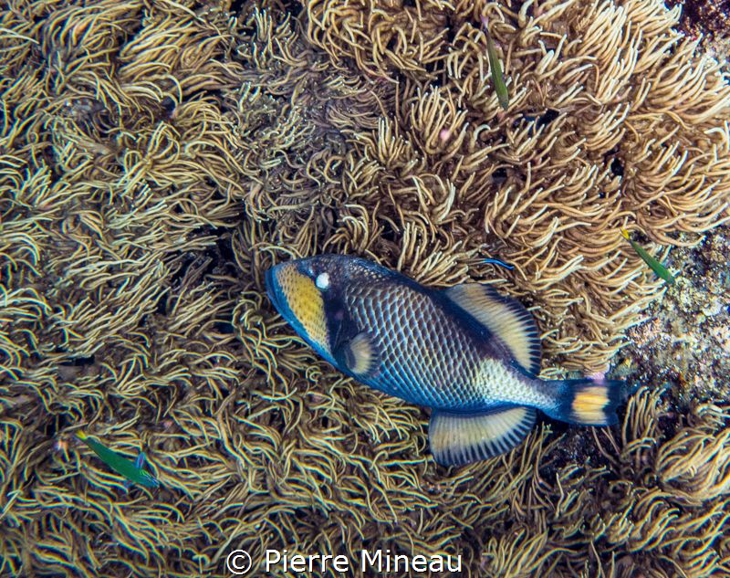 What I liked about the shot was the complex and pleasing ... by Pierre Mineau 