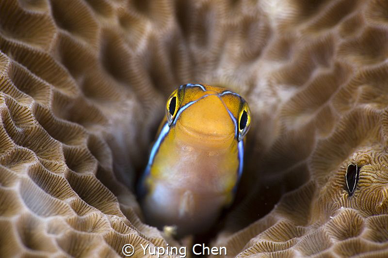 Just a smile/Blenny/Raja Ampat, Indonesia/Canon 5D MarkII... by Yuping Chen 
