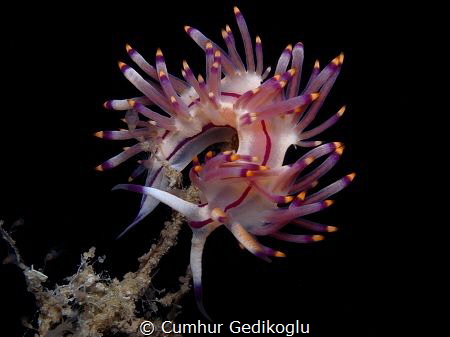 Flabellina rubrolineata by Cumhur Gedikoglu 