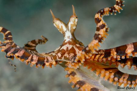 Wunderpus photogenicus by Raoul Caprez 